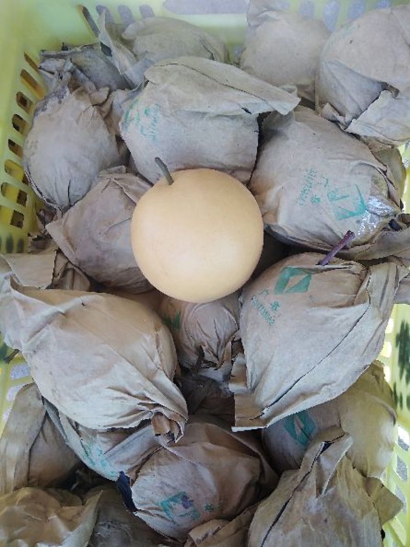 黄花梨（沙梨）套袋果