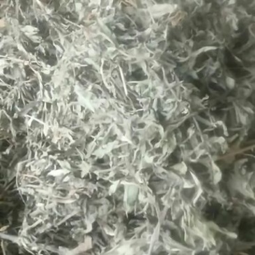 旱莲草新货