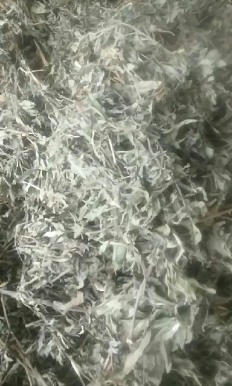 旱莲草新货