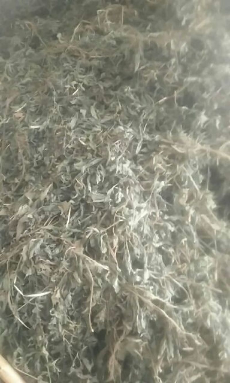 旱莲草新货