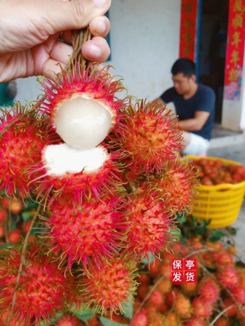 海南保亭红毛丹