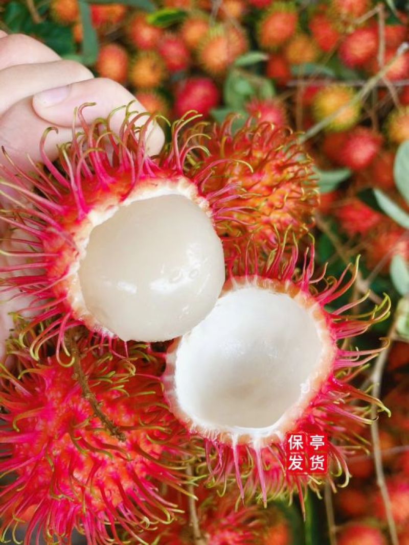 海南保亭红毛丹