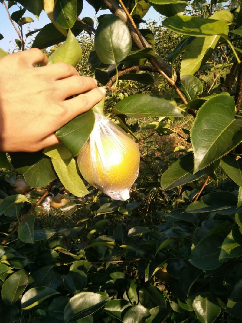 永川黄瓜山优质黄花梨。