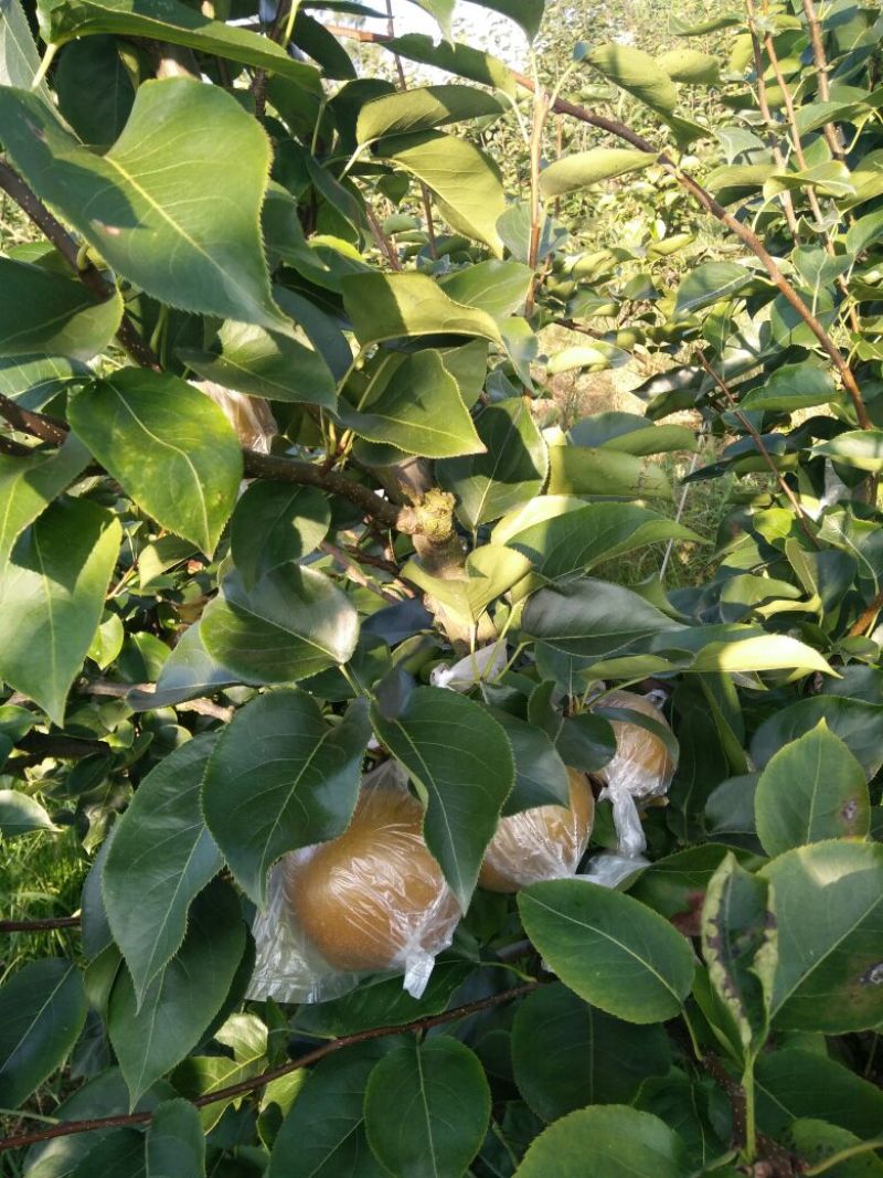 永川黄瓜山优质黄花梨。