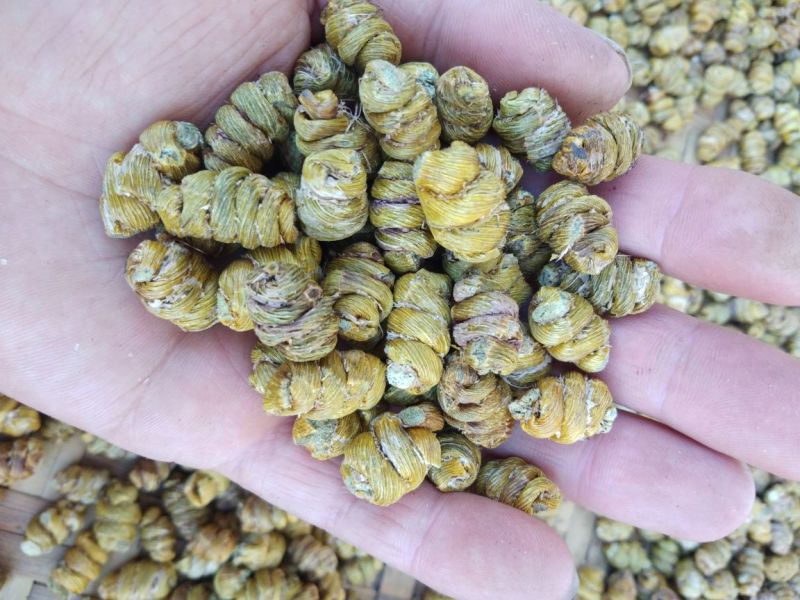 金福堂铁皮石斛.小枫斗0.8到1.2货源稳定可实地考察