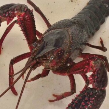 奥龙一号种虾