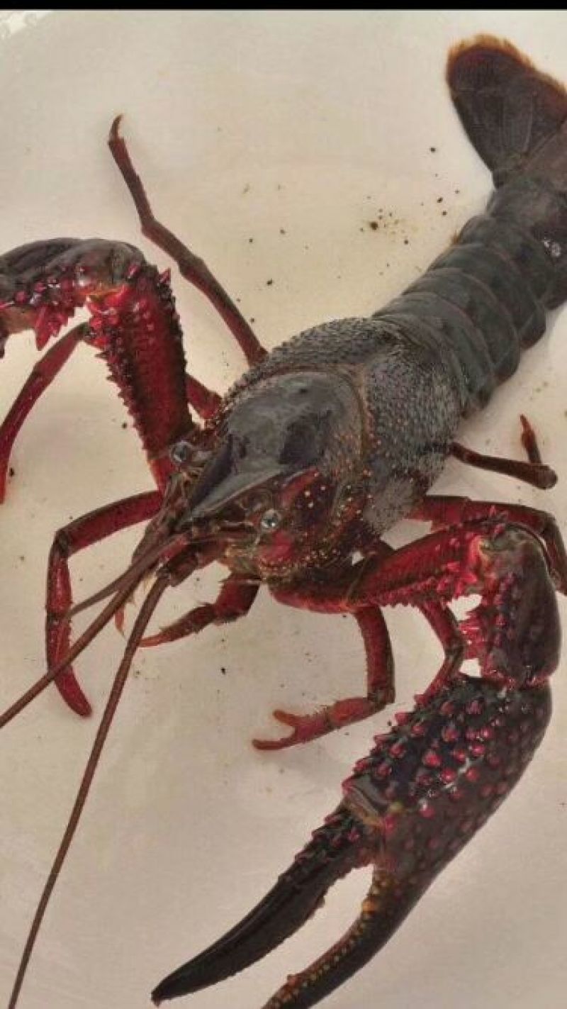 奥龙一号种虾