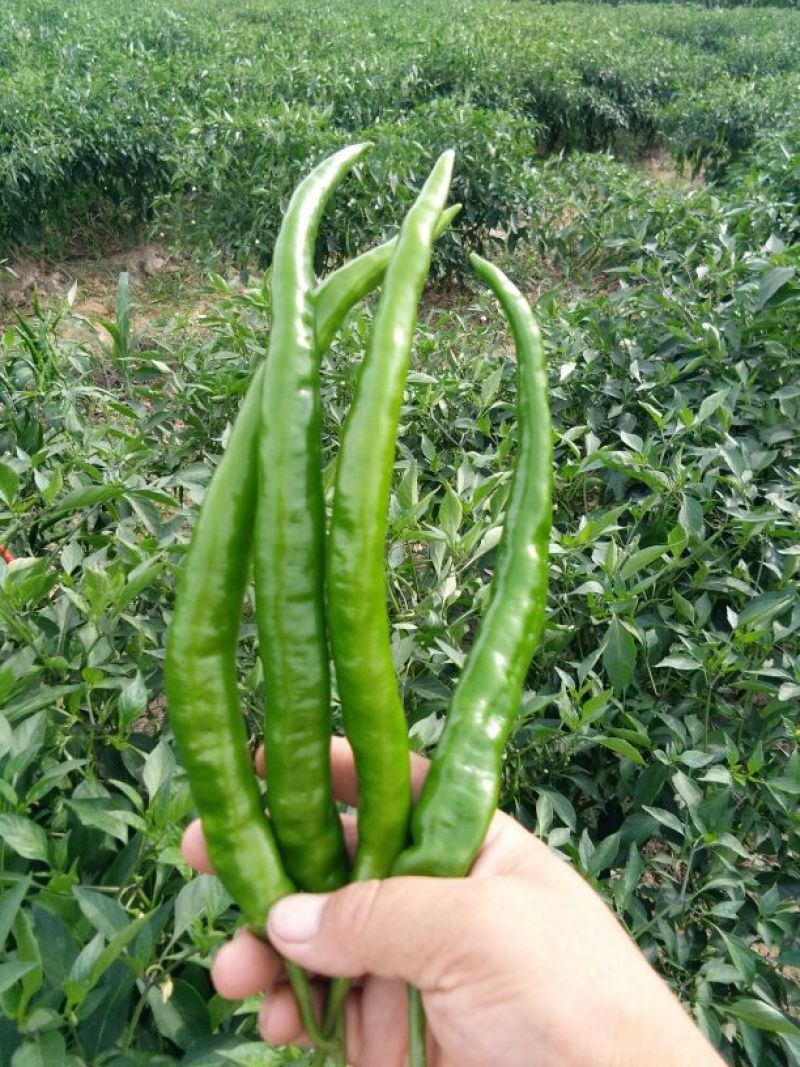 【精品】线椒青黄皮线椒青皮线椒二荆条15~20厘米特辣