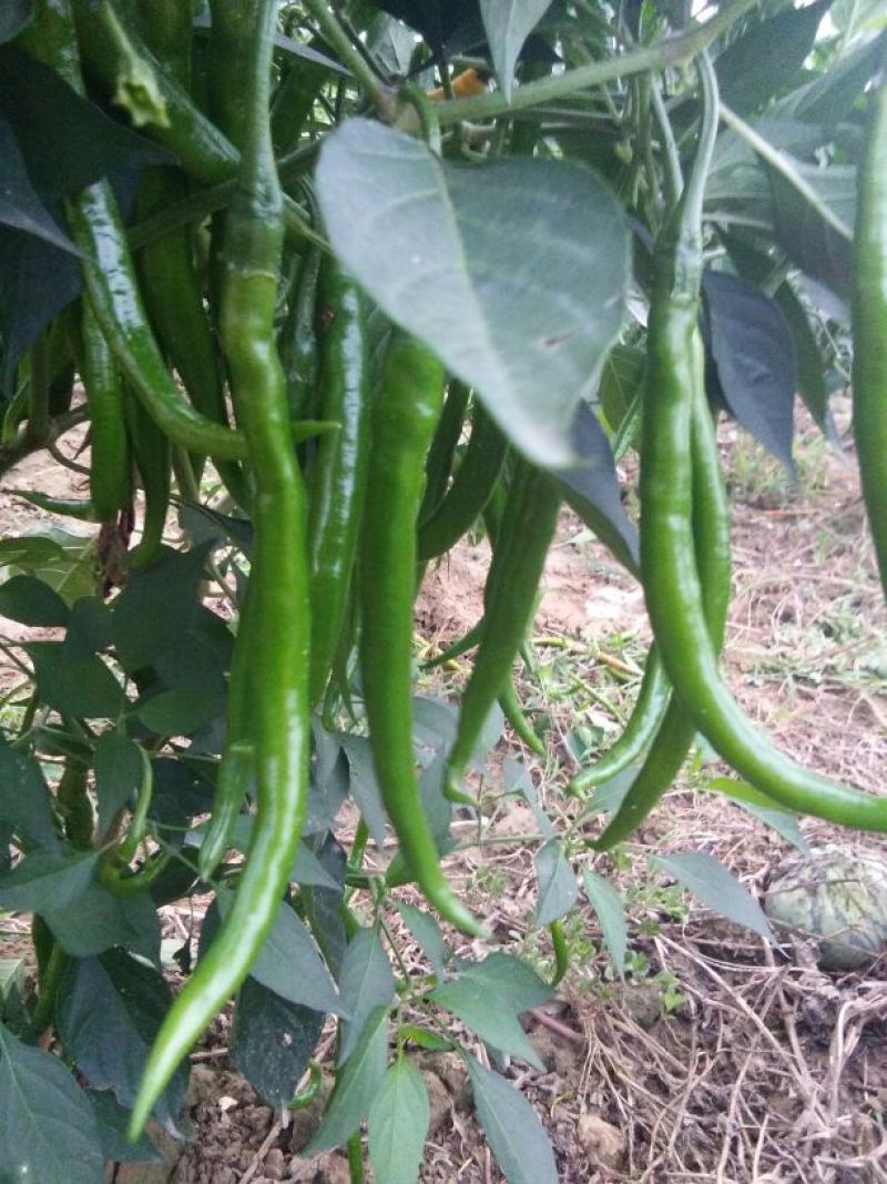 【精品】线椒青黄皮线椒青皮线椒二荆条15~20厘米特辣