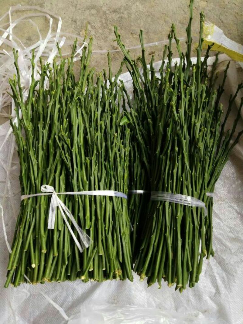 柑橘枝条金秋砂糖橘