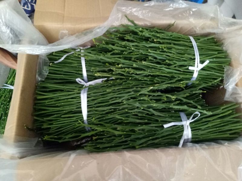 柑橘枝条金秋砂糖橘