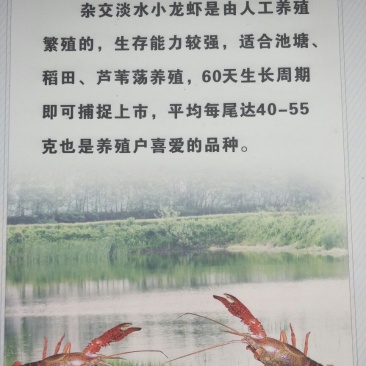盱眙淡水小龙虾