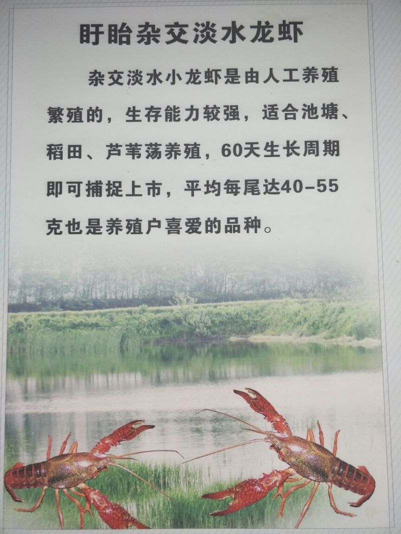 盱眙淡水小龙虾