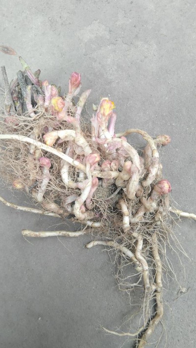 款冬花种根、种苗)，产地自产自销，优质高产品种