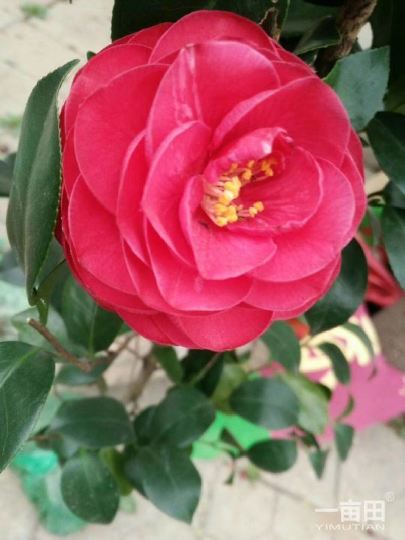 树壮茶花，花期长，花为大红色，
