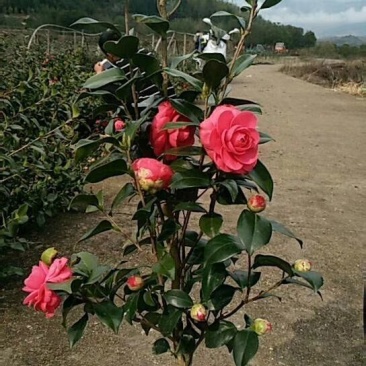树壮茶花，花期长，花为大红色，