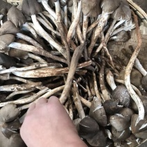 野生菌特级