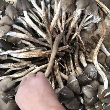 野生菌特级