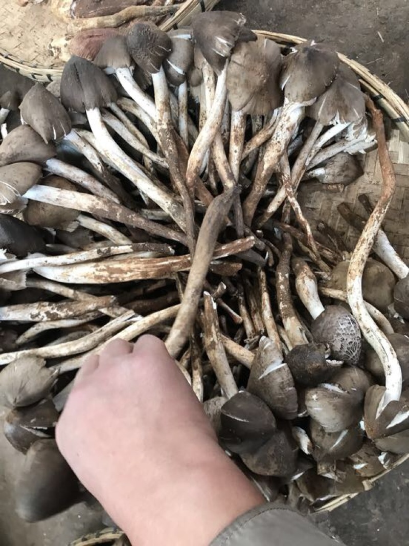 野生菌特级
