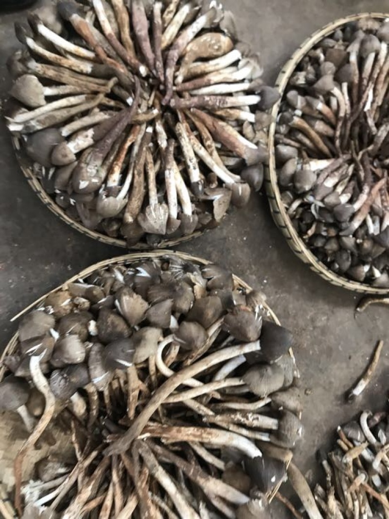 野生菌特级