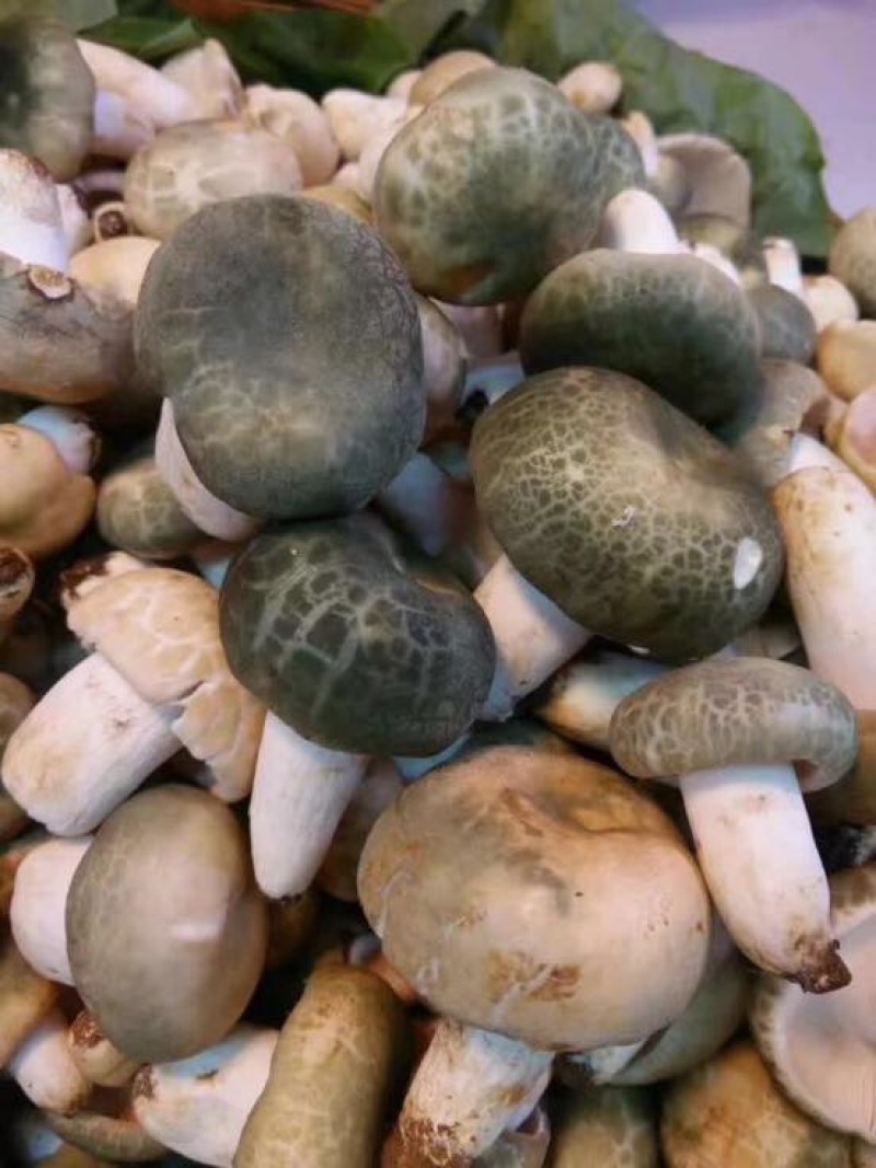野生菌特级