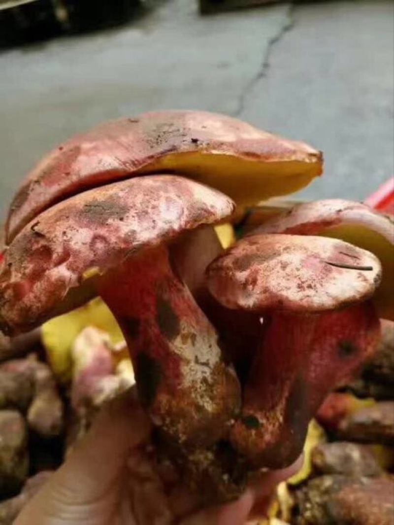 野生菌特级
