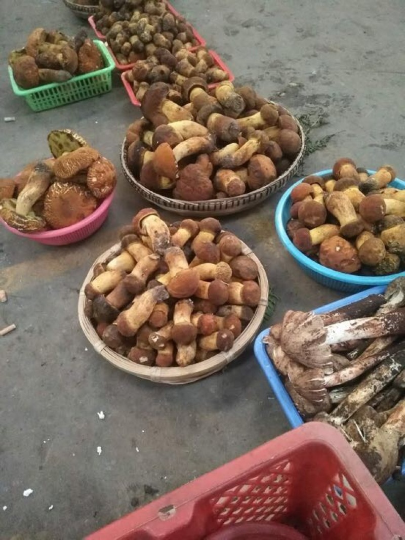 野生菌特级