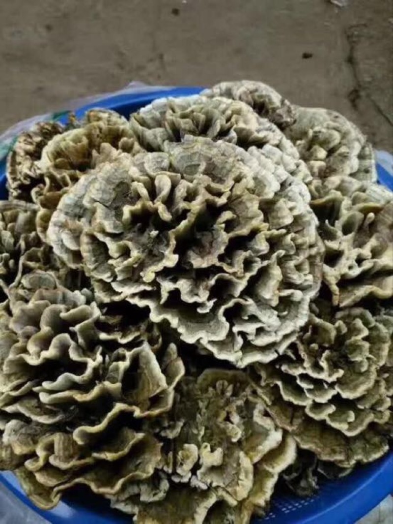 野生菌特级