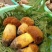 野生菌特级