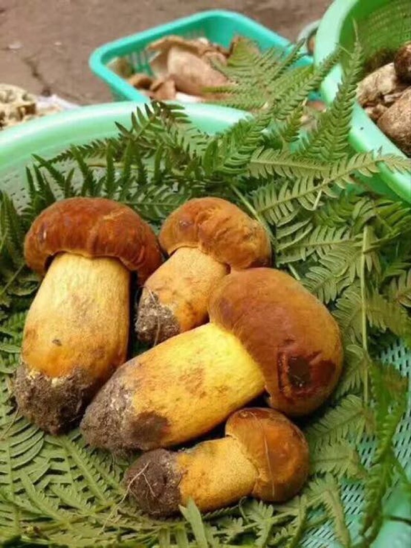 野生菌特级