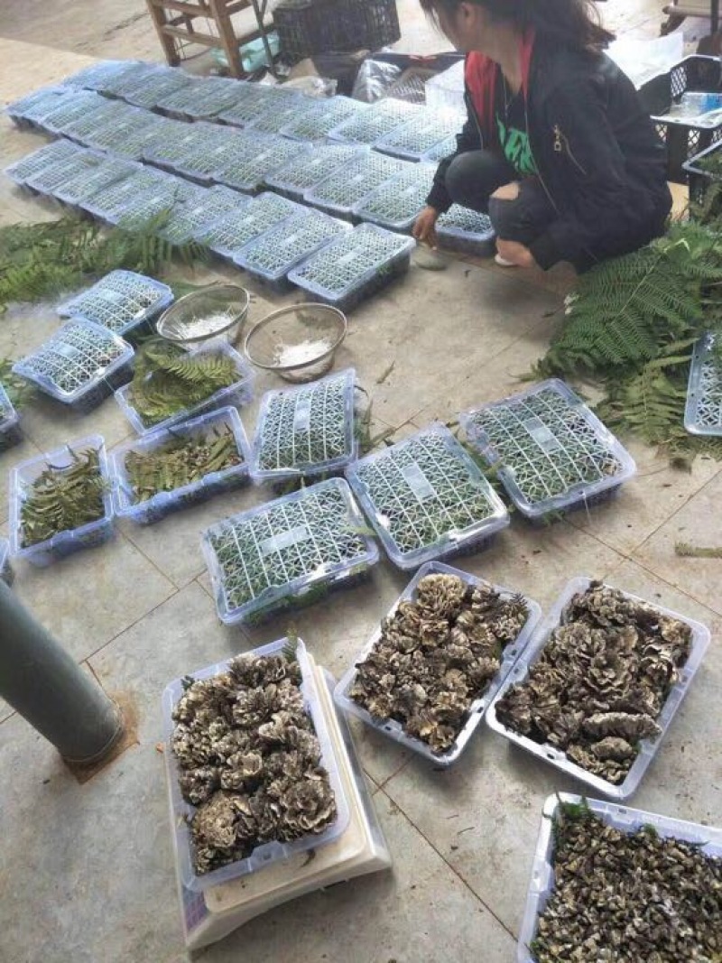 野生菌特级
