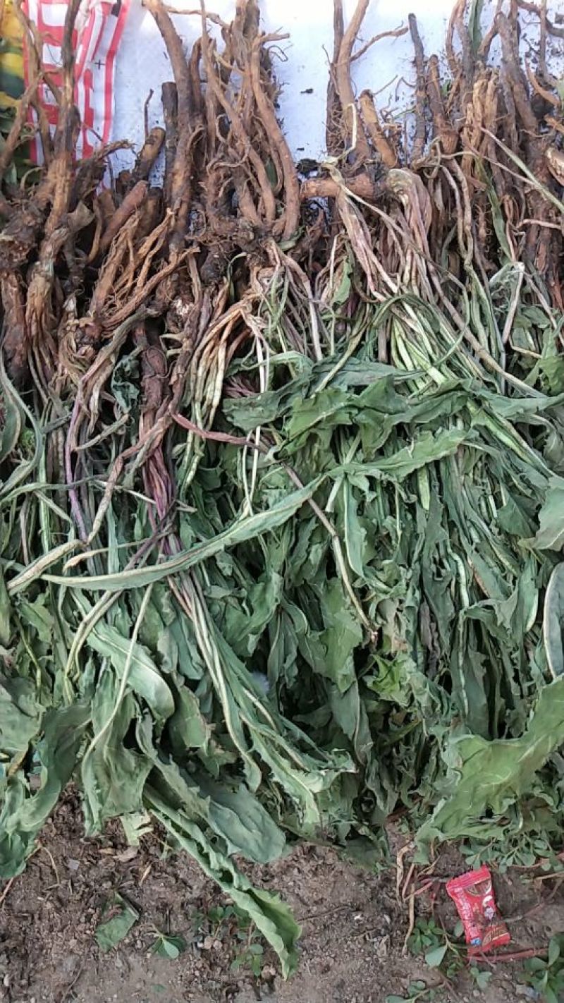 野生蒲公英整颗老根