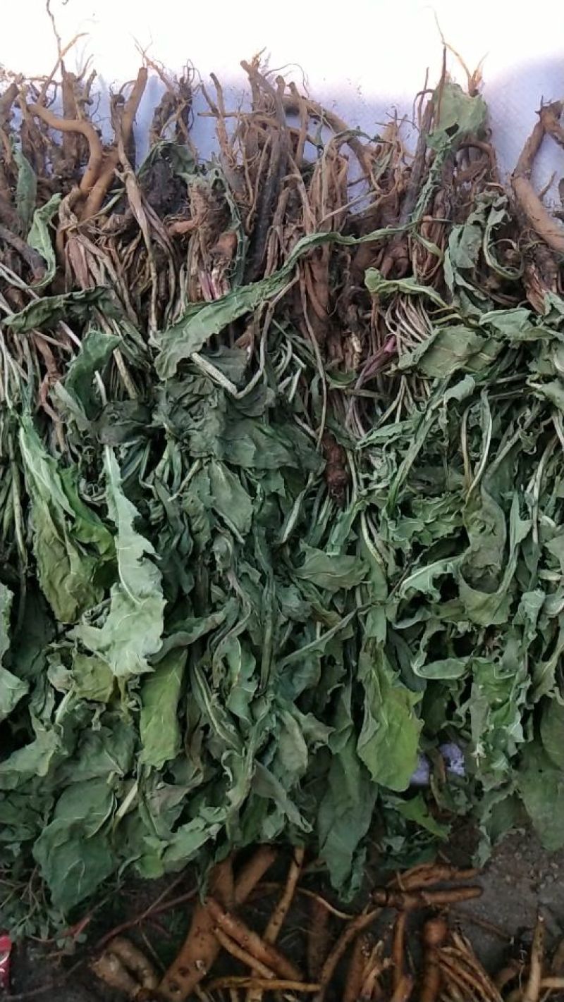 野生蒲公英整颗老根
