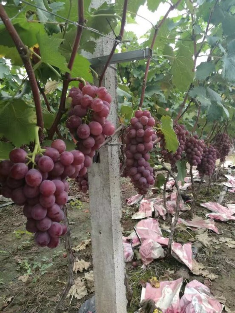 巨峰葡萄0.8~1斤5%以下