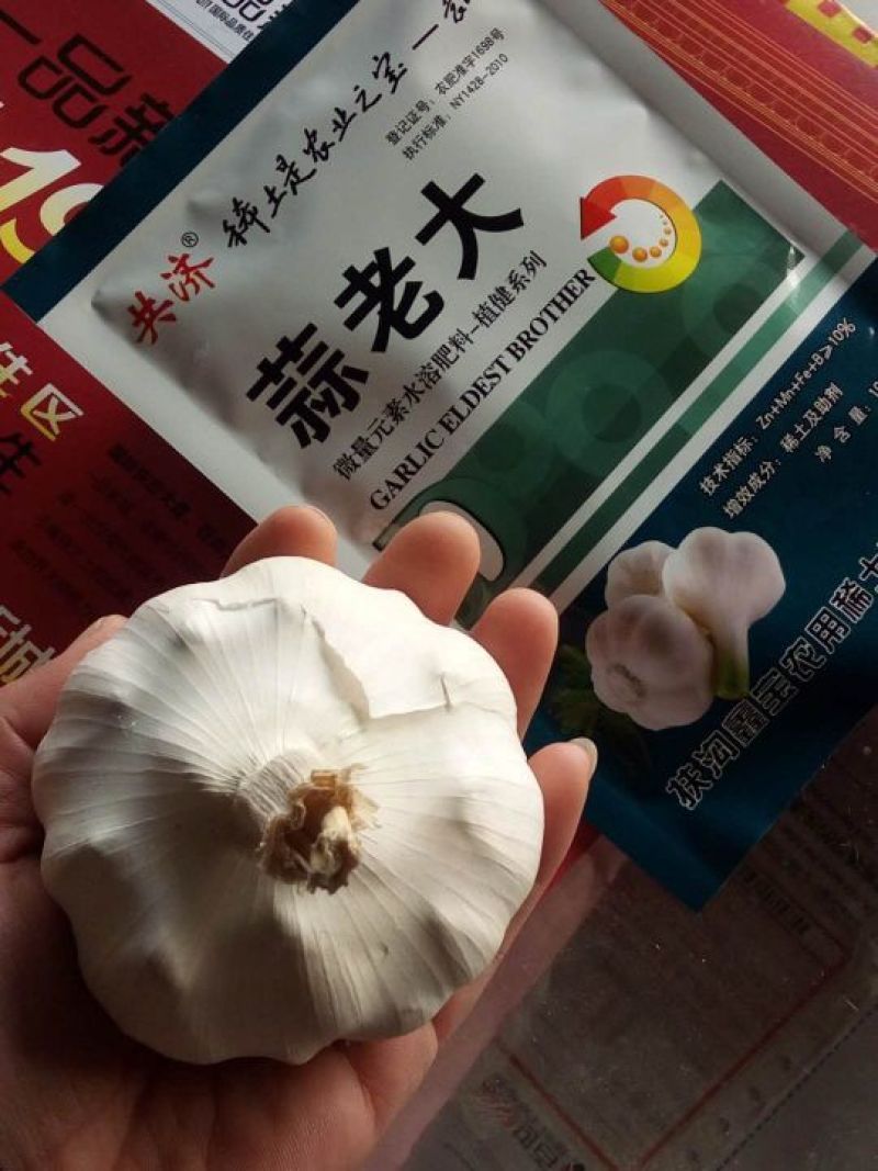 大蒜膨大素蒜老大促苗壮控长早抽苔膨大快
