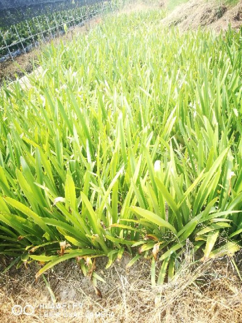 朱顶红(4-6公分)