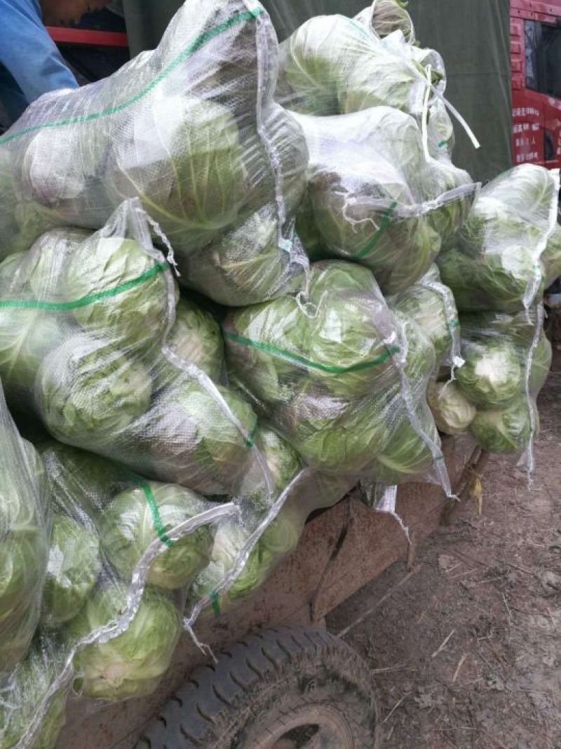 精品甘蓝，代发货各地，湖北蔬菜种植地，提供包装，长期合作