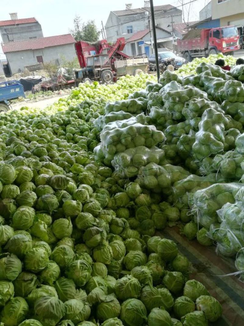 精品甘蓝，代发货各地，湖北蔬菜种植地，提供包装，长期合作