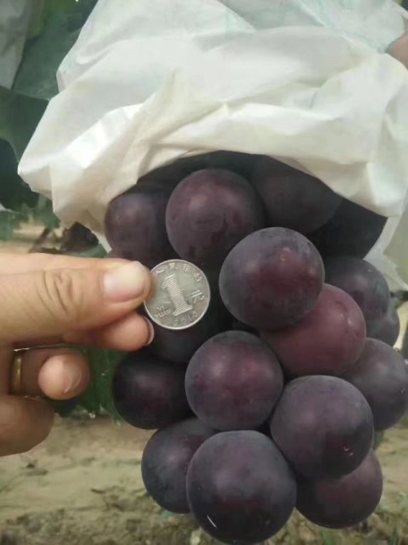 巨峰葡萄大量下树欢迎来选购