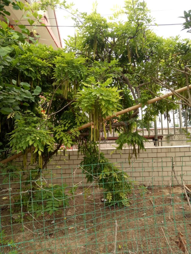 紫藤爬藤植物，多做庭院或园林棚架，规格齐全