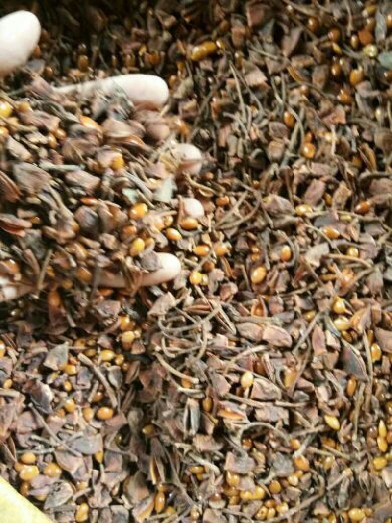 八角碎片统碎纯片全干碎各种规格价位不一样的