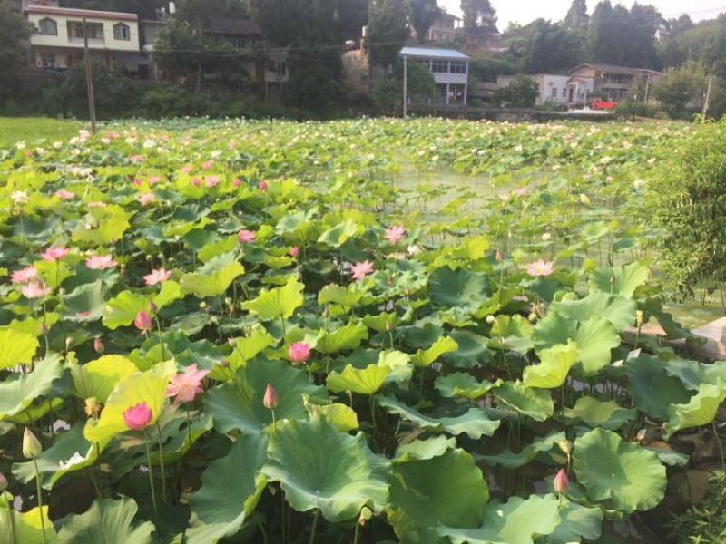 草莲子特级鲜莲子