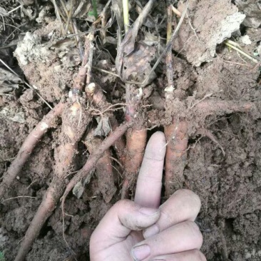 赤芍苗二年苗，白勺芽，基地一手货源。可上门考察。