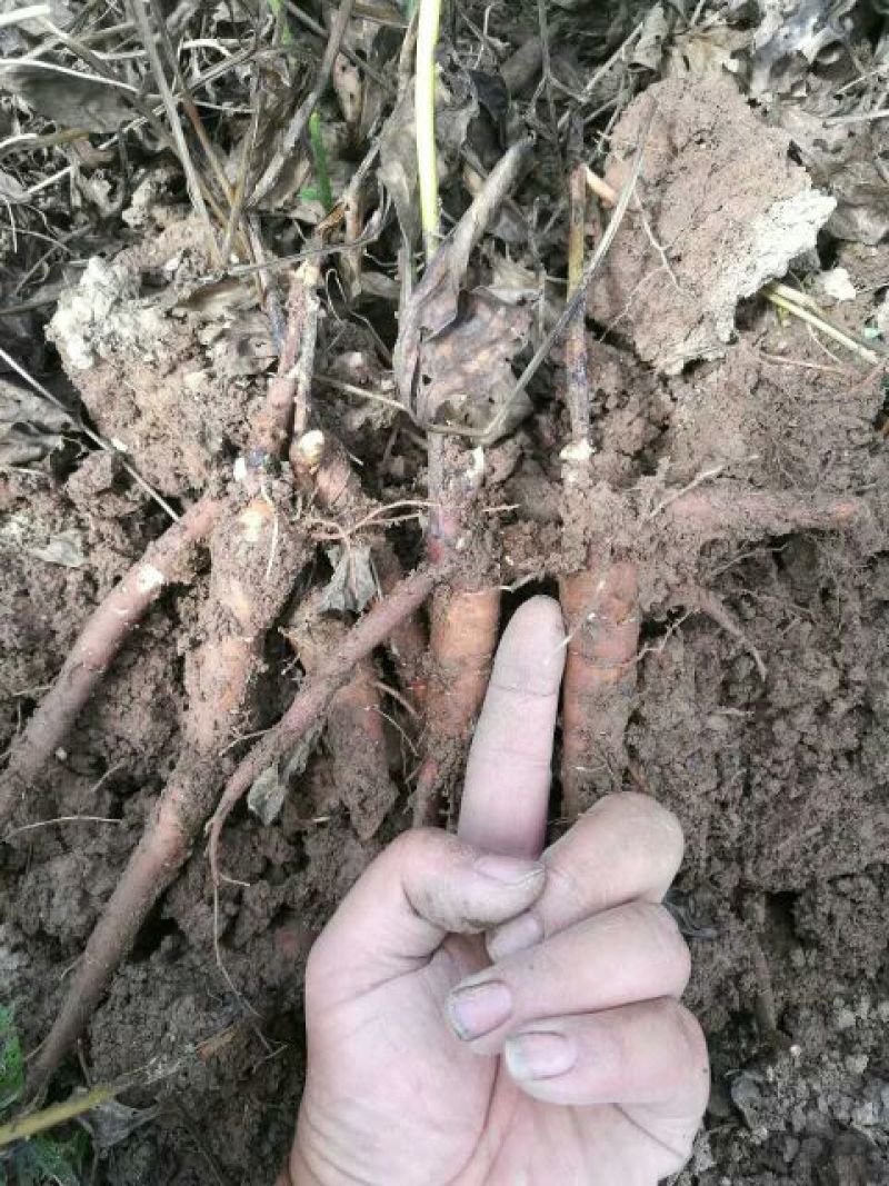 赤芍苗二年苗，白勺芽，基地一手货源。可上门考察。