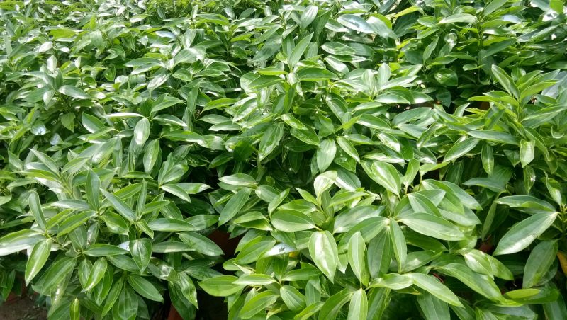 非洲茉莉，茉莉平安树发财树招财树巴西铁，鸭脚木橡皮树绿宝