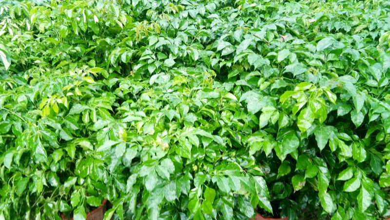 非洲茉莉，茉莉平安树发财树招财树巴西铁，鸭脚木橡皮树绿宝