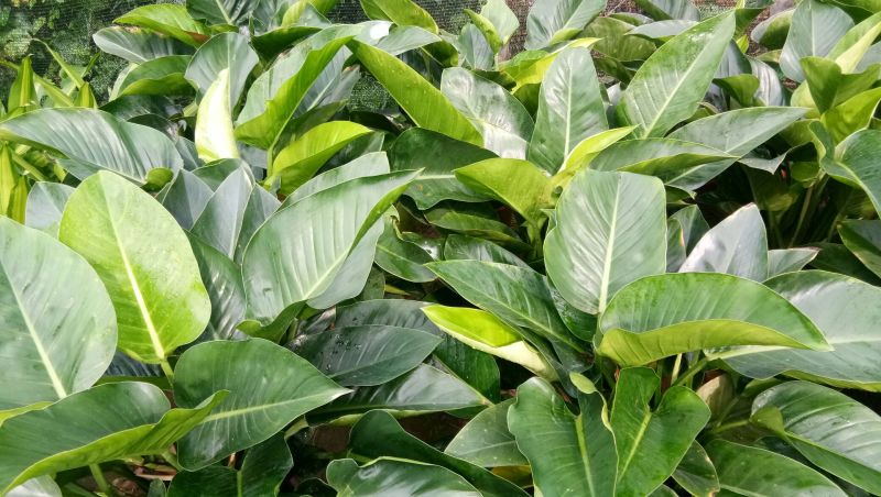 非洲茉莉，茉莉平安树发财树招财树巴西铁，鸭脚木橡皮树绿宝