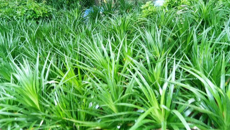 非洲茉莉，茉莉平安树发财树招财树巴西铁，鸭脚木橡皮树绿宝