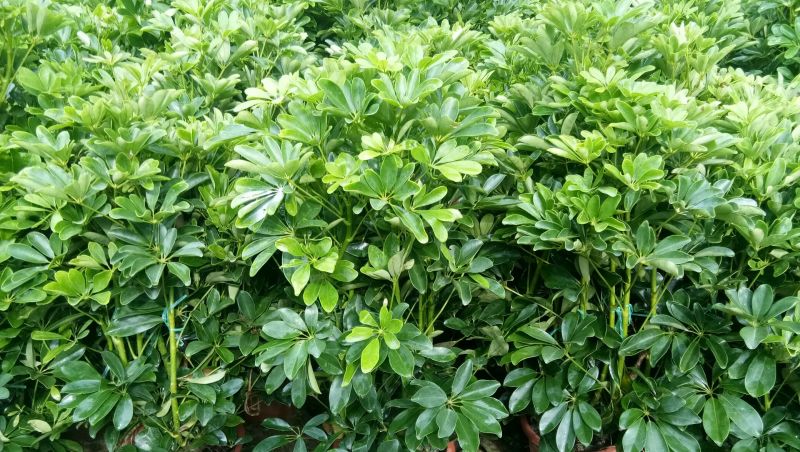 非洲茉莉，茉莉平安树发财树招财树巴西铁，鸭脚木橡皮树绿宝