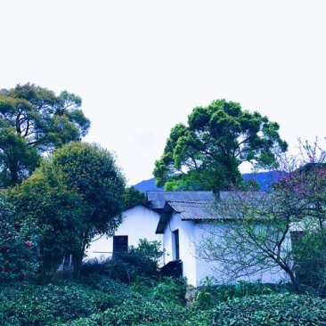 庐山云雾茶绿茶